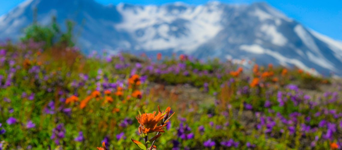 __Mount St. Helens_05